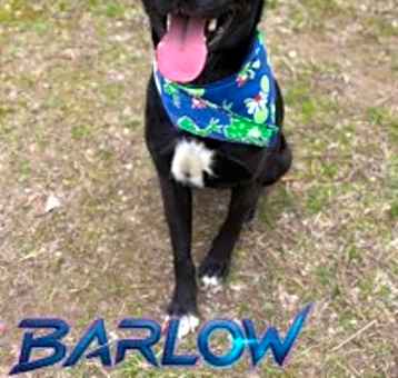 Photo of Barlow 122026