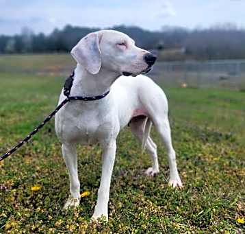 Photo of Mel-  Adoptable Awaiting S/N