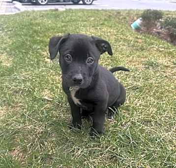 Photo of Philly (on home trial)