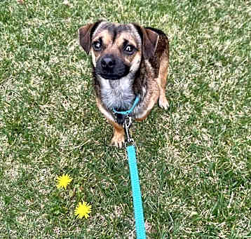 Photo of Charlie Boy