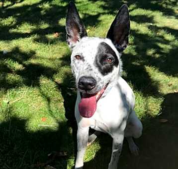 Photo of Remi (a courtesy listing in South Bend IN)