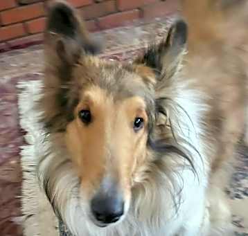 Photo of Sadie adoption pending