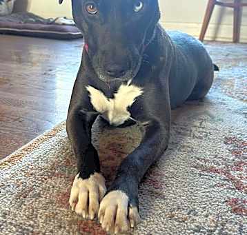 Photo of Indigo