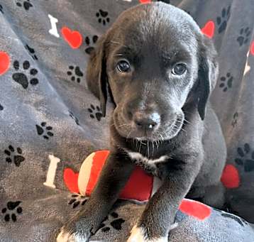Photo of Hershey