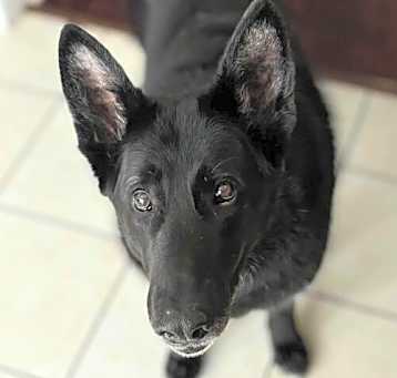 Photo of Koda
