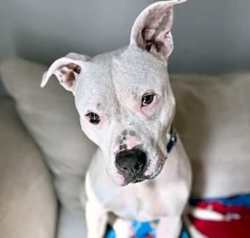 Photo of Wildflower - IN FOSTER