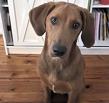Photo of Boone