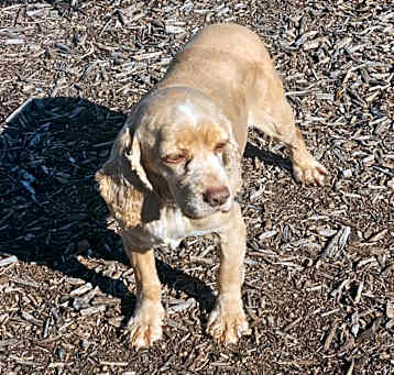 Photo of Maya  ***FOSTER NEEDED***