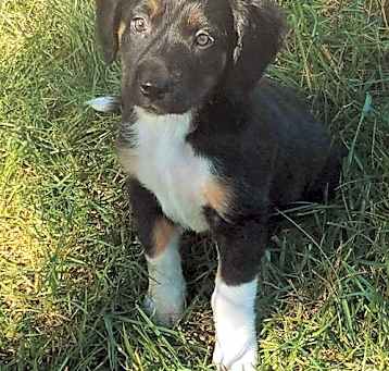 Photo of Bailey