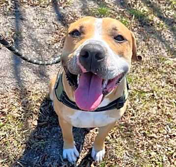 Photo of Brownie