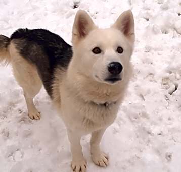 Photo of Spark