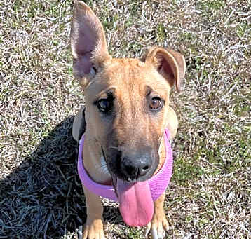 Photo of Tamale