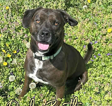 Photo of Dirks Bentley