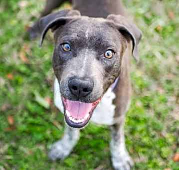 Photo of Sage