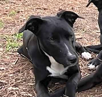 Photo of Puppyfoot