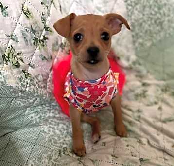Photo of Lily