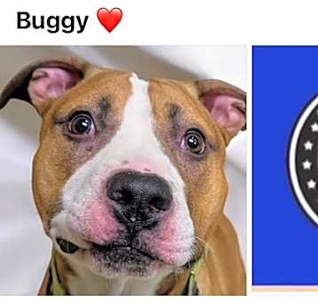 Photo of BUGGY