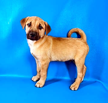 Photo of Nugget