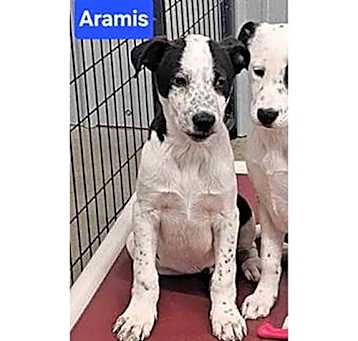 Photo of Lori's Aramis
