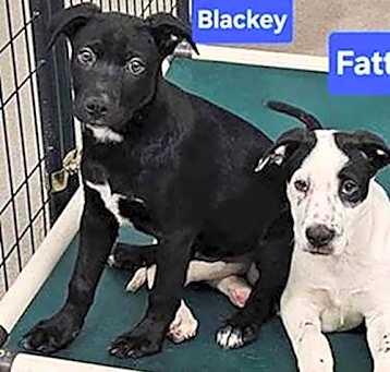 Photo of Lori's Blackey