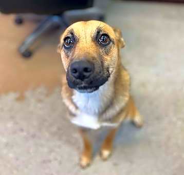 Photo of Sheba