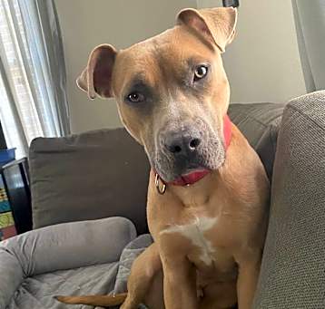 Photo of Ryker