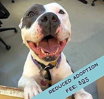 Photo of Penelope - IN FOSTER