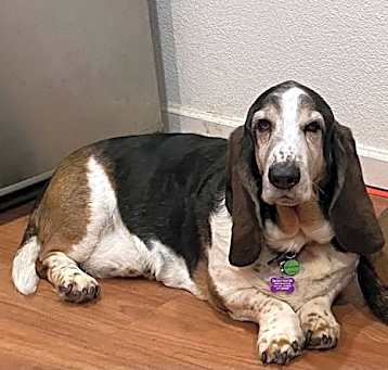 Photo of Dusty (Petaluma)