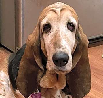 Photo of Tulip  (Petaluma)
