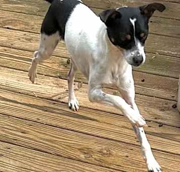 Photo of Chip