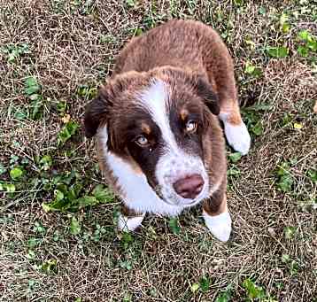 Photo of Koba