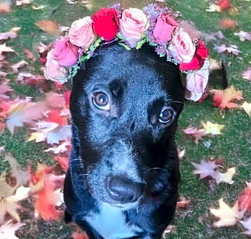 Photo of Pippa