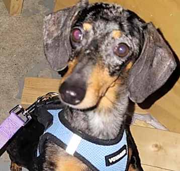 Photo of Tilly