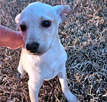 Photo of Sadie