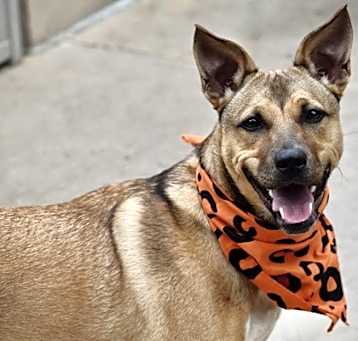 Photo of Laika