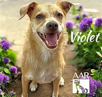 Photo of Violet