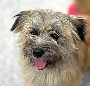 Photo of Winston