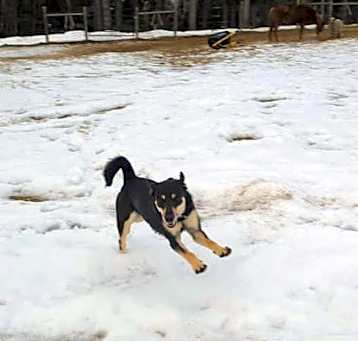 Photo of Cookie Crunch *In Foster* (spo
