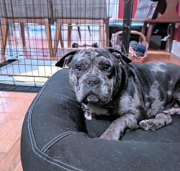 Photo of Stitch