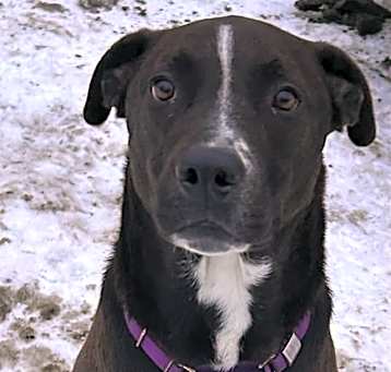 Photo of Wag