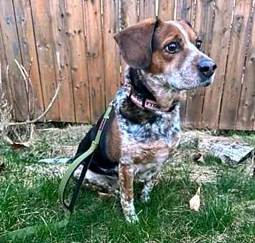 Photo of Bella
