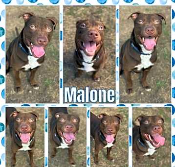 Photo of Malone