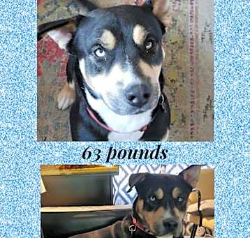 Photo of BARKLEY – 2 YR MALE AUSTRALIAN