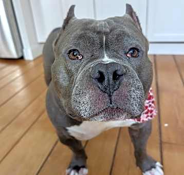 Photo of T-Bone