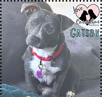 Photo of Gatsby
