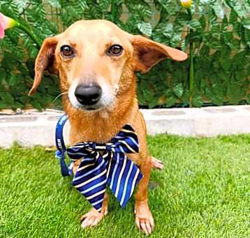 Photo of Benji