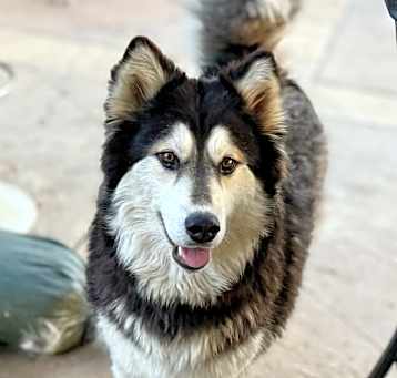 Photo of Gracie