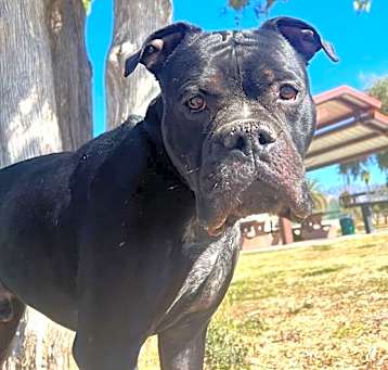 Photo of GREMLIN (AKA RUGGER)*