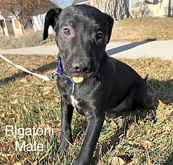Photo of Rigatoni