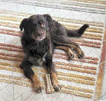 Photo of Cooper